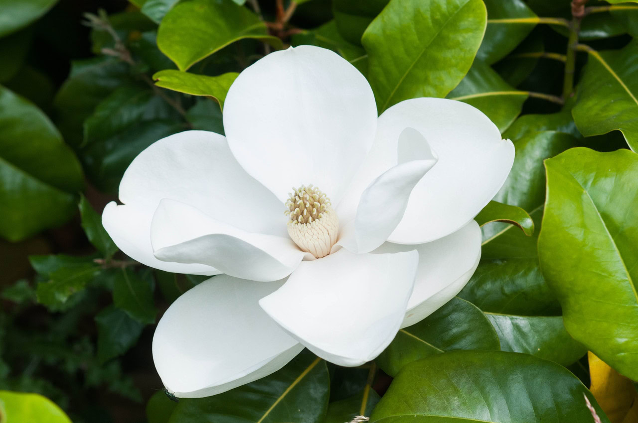 Proponemos el establecimiento de una magnolia blanca en plena floración, evocando dos siglos de historia natural, rodeada de hojas verdes y brillantes.